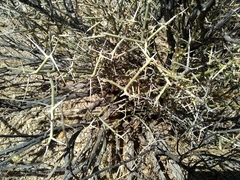Menodora spinescens mohavensis