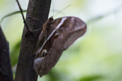 Eryphanis
