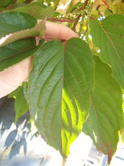 Stachyurus