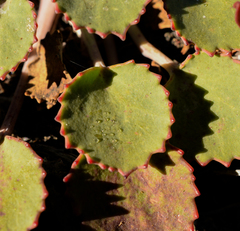 Pozoa volcanica