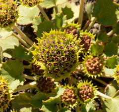Pozoa volcanica