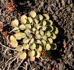 Pozoa volcanica