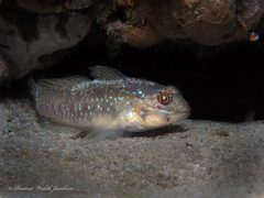 Coryphopterus glaucofraenum