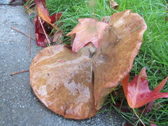 Suillus