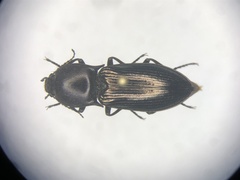 Selatosomus appropinquans