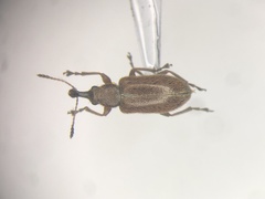 Cimberis elongata