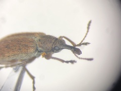 Cimberis elongata