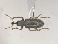 Cimberis elongata