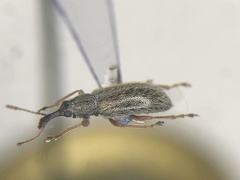 Cimberis elongata