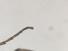 Cephaloon lepturides