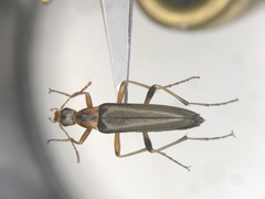 Cephaloon lepturides