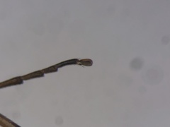 Cephaloon lepturides