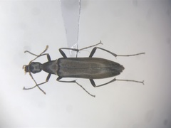 Cephaloon lepturides