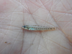Etheostoma