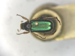 Dichelonyx canadensis