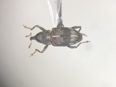 Acoptus suturalis