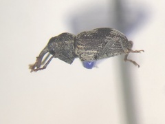 Acoptus suturalis