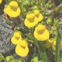 Calceolaria tenella