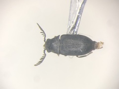 Xyletinus lugubris