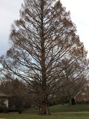 Metasequoia