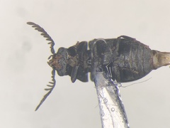 Xyletinus lugubris