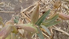 Asclepias glaucescens