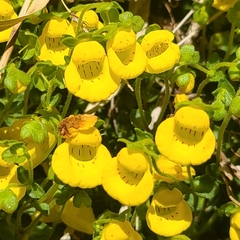 Calceolaria tenella