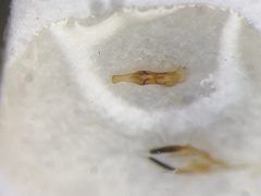 Gabrius microphthalmus