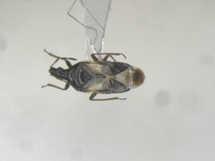 Anthocoris musculus