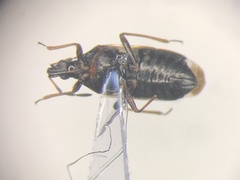 Anthocoris musculus