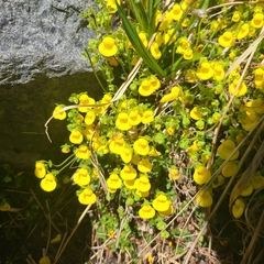 Calceolaria tenella