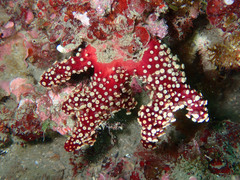 Alcyonium acaule