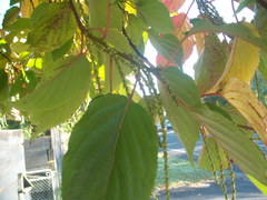 Stachyurus