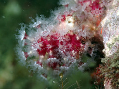 Alcyonium coralloides