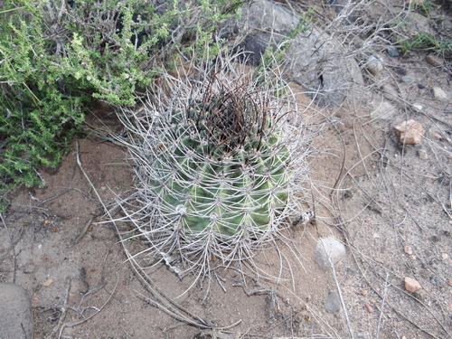 Acanthocalycium leucanthum, photograph 2