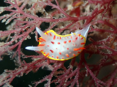 Diaphorodoris papillata