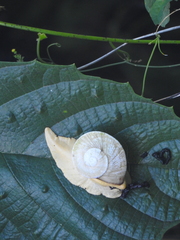 Parthena acutangula