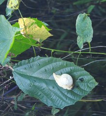 Parthena acutangula