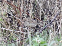 Passer domesticus