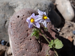 Solanum atriplicifolium