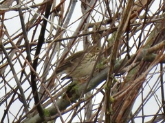 Anthus pratensis