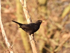 Turdus merula