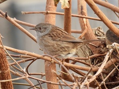 Prunella modularis