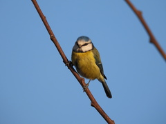 Cyanistes caeruleus