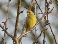 Chloris chloris