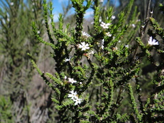 Junellia seriphioides