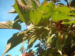 Stachyurus