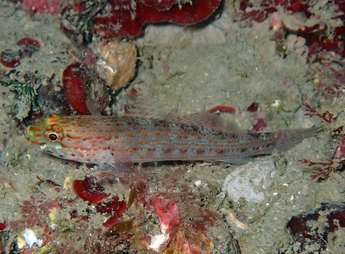 Yellow-headed Goby