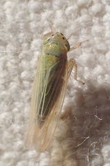 Cicadula