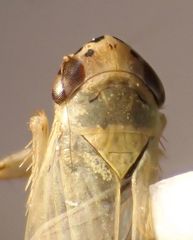 Cicadula